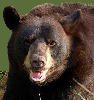 File:Black-bear.jpg