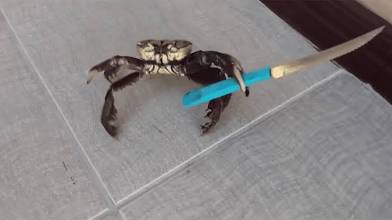 File:Crab with knife.jpg