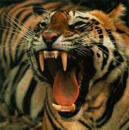 File:Tiger roaring head.jpg