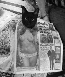 File:Cat newspaper.jpg