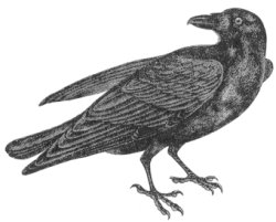 File:Raven.JPG