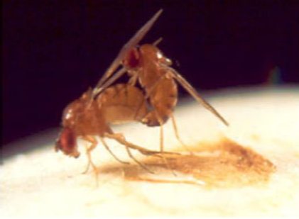 File:Drosophila mating2.png