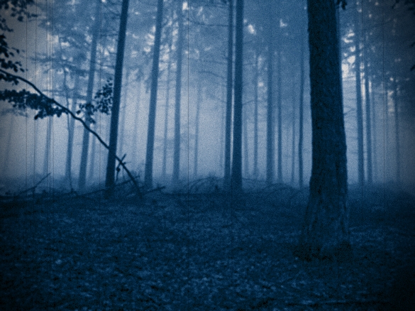 File:Creepy Forest.jpg