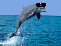 File:Nazi dolphin.jpg