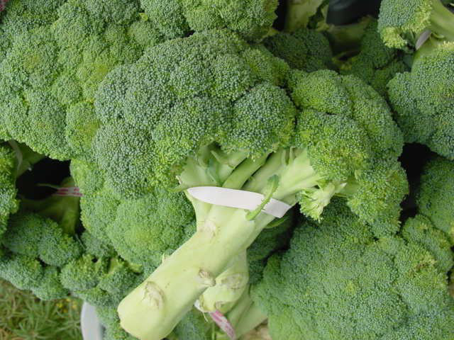 File:Vpoy broccoli.jpg