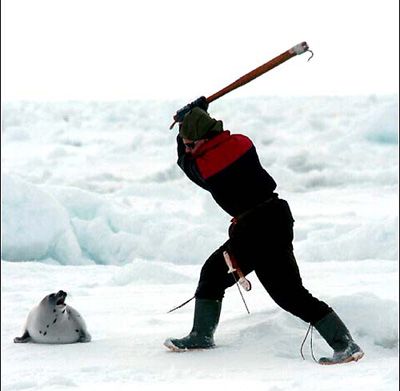 File:Canada-seal-hunt 5106.jpg