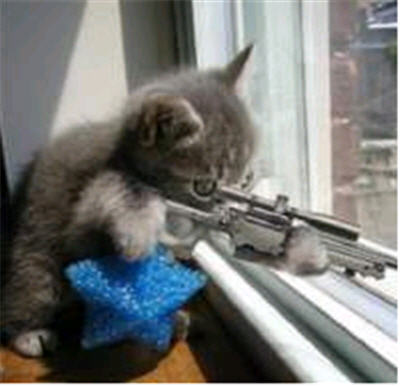 File:Cat Tax-cat with gun looking out window-761932.jpg