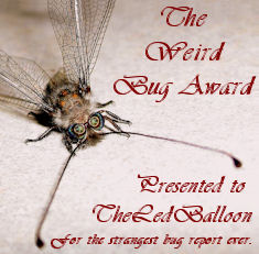 File:Bug award.jpg