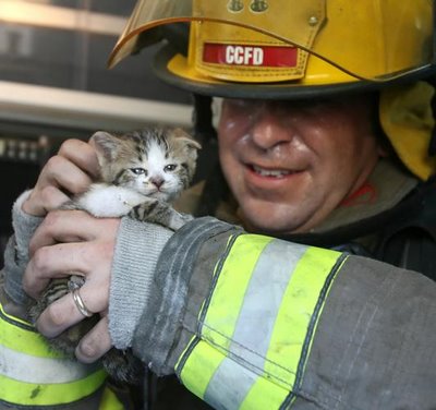 File:Firefighter saves kitten.jpg