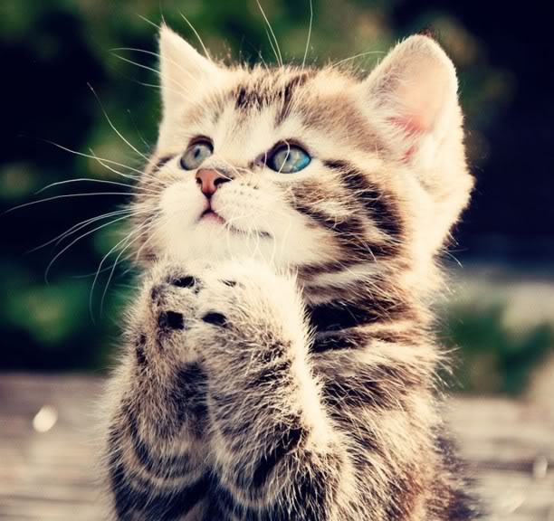 File:Pussycat prays.jpg