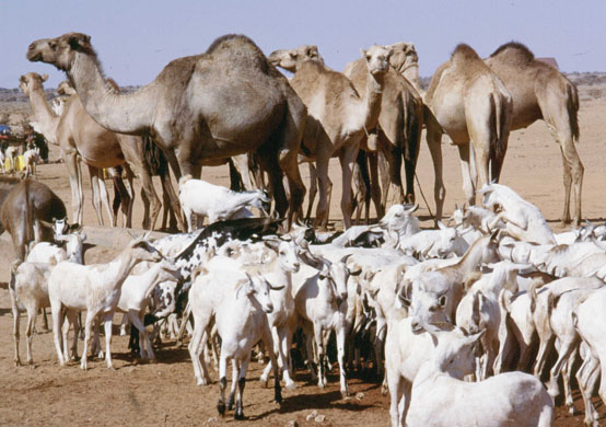 File:Gaots and camels.jpg