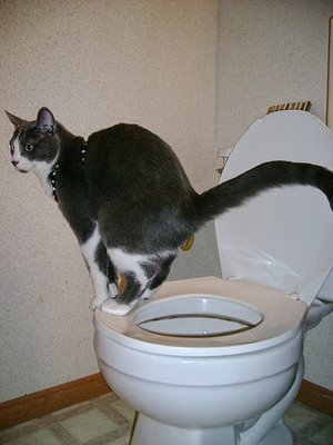 File:Cat pooping.jpg