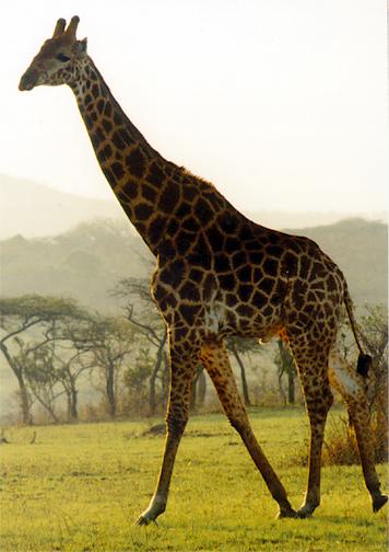 File:Giraffewalk.jpg