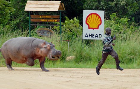 File:Hippo-running-funny.jpg