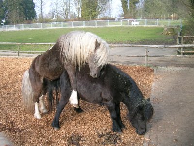 File:Dartmoor ponies.jpg