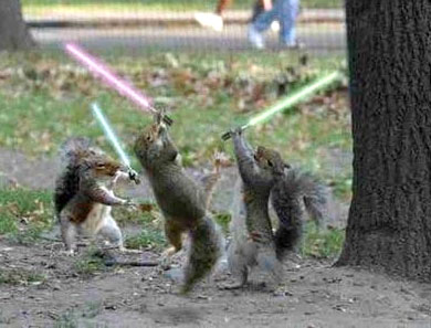 File:Jedi squirrels.jpg