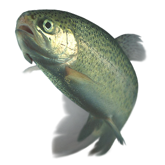 File:Rainbow trout.png