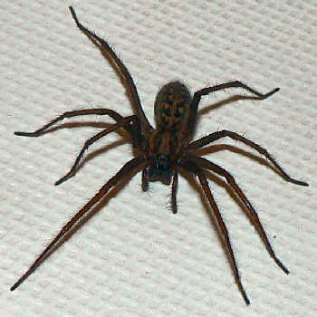 File:Giant-house-spider.jpg
