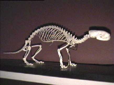 File:Skeleton ferret.jpg