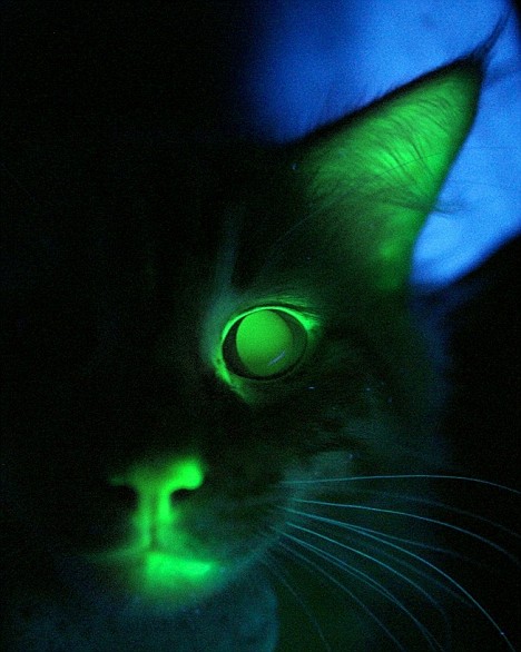 File:Dark and evil cat.jpg