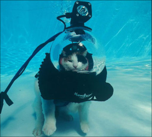 File:Swimming cat.jpg