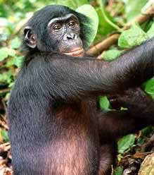 File:Bonobo.jpeg