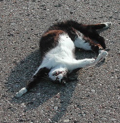File:Dead cat2.jpg