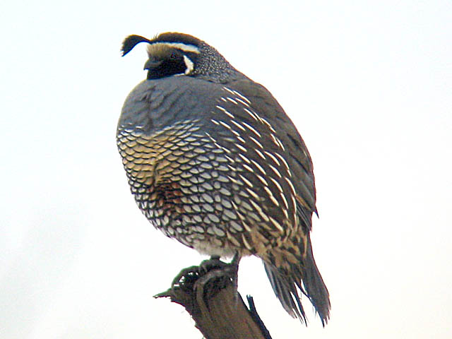 File:Japanese quail.jpg