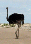 File:Ostrich go.jpg