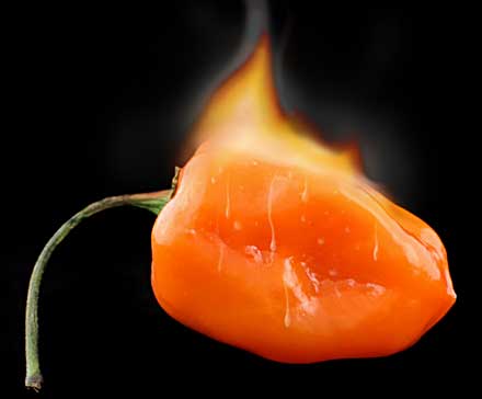 File:Really hot pepper lg.jpg