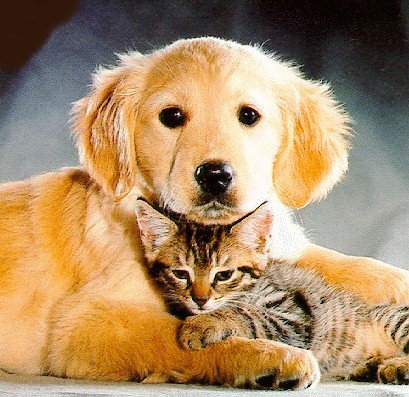 File:Cat-and-dog.jpg
