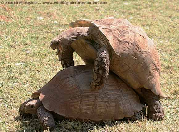 File:Tortoise mating sdnr-0310.jpg