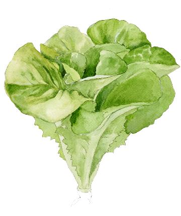 File:Lettuce small.jpg