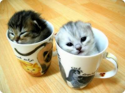 File:Teacup Kitten.jpg