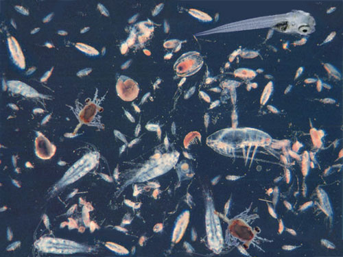 File:Zooplankton.jpeg