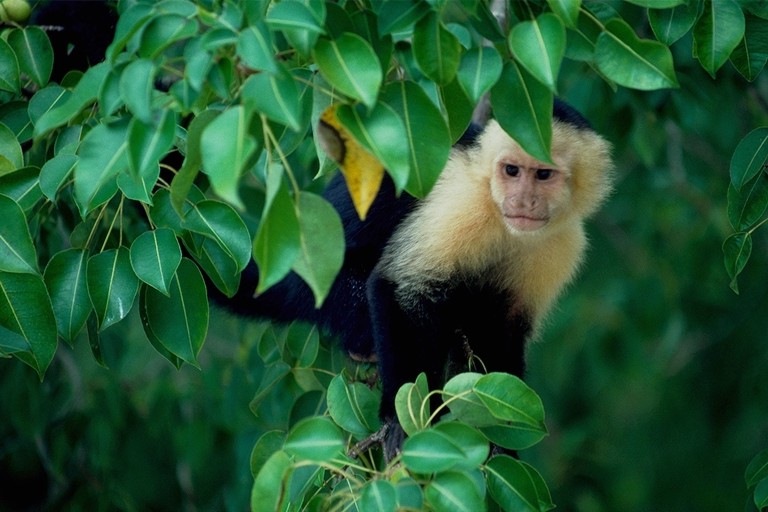 File:Wild monkey trees.jpg
