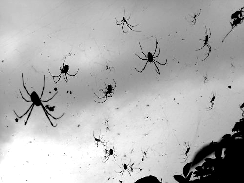 File:Spider Shower.jpg