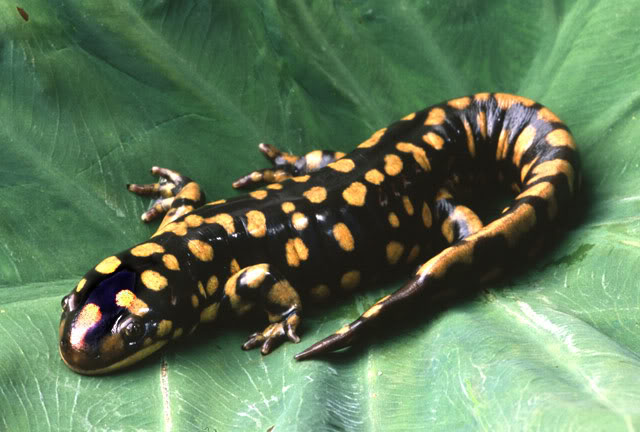 File:Salamander1.jpg