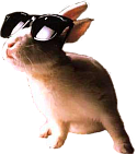 File:Rabbit-sunglasses.png