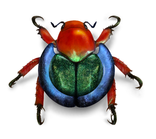 File:Wikimedia beetle.png