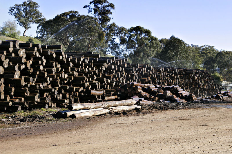 File:Logs at woodmill.jpg
