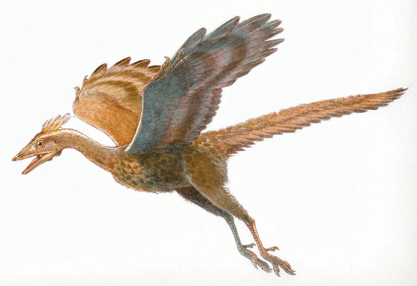 File:Archaeopteryx.gif