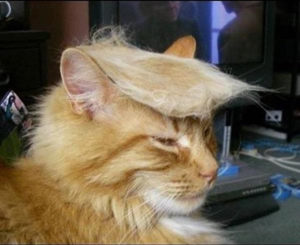 File:Trumpcat.jpg