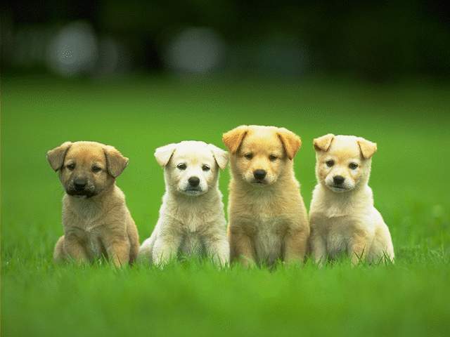 File:4-cute-puppies-wallpaper.jpg