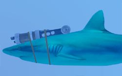 File:Shark With Laser.jpg