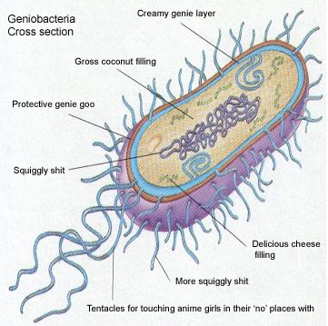 File:Geniobacteria.jpg