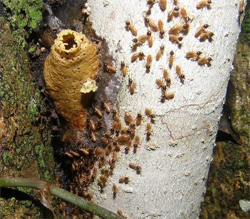 File:Termite111.jpg