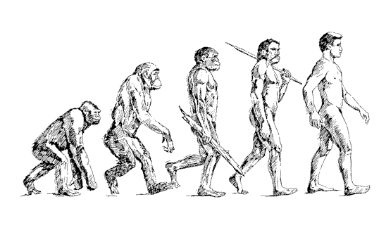 File:Human-evolution.gif