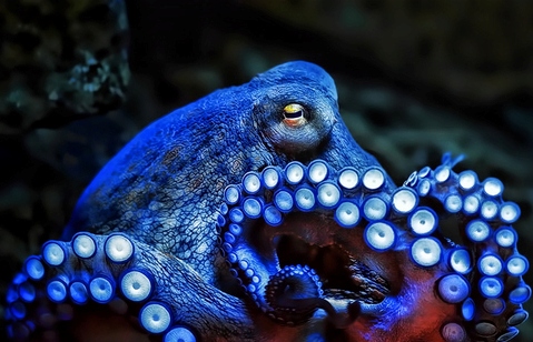 File:Blue octopus.jpg