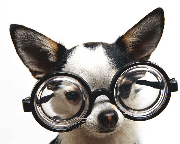File:Dog with glasses.jpg
